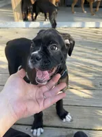 O.B., a male Boxer for sale in Hiram, GA – Photo 6 of 10