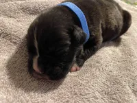 O.B., a male Boxer for sale in Hiram, GA – Photo 10 of 10