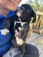 O.B., a male Boxer for sale in Hiram, GA – Photo 5 of 10