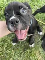 O.B., a male Boxer for sale in Hiram, GA – Photo 4 of 10