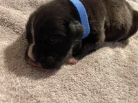 O.B., a male Boxer for sale in Hiram, GA – Photo 9 of 10