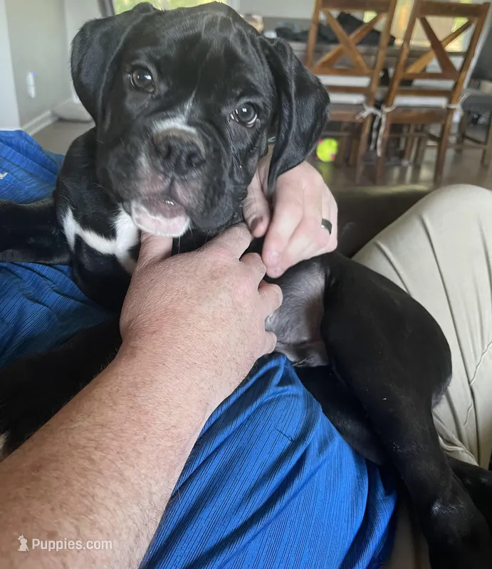 O.B. – Boxer puppy for sale in Hiram, GA