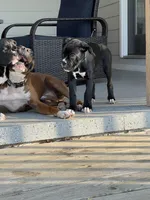 O.B., a male Boxer for sale in Hiram, GA – Photo 3 of 10