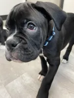 O.B., a male Boxer for sale in Hiram, GA – Photo 2 of 10