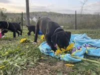 O.B., a male Boxer for sale in Hiram, GA – Photo 8 of 10