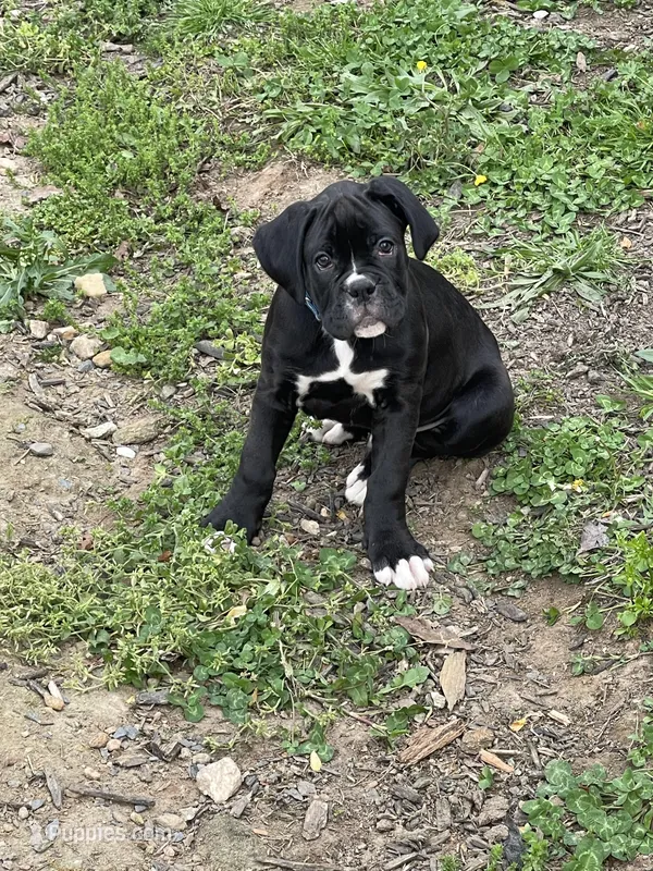 O.B. – Boxer puppy for sale in Hiram, GA