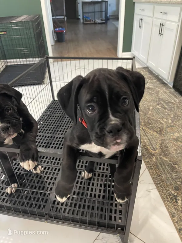 Maddox – Boxer puppy for sale in Hiram, GA