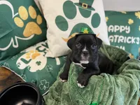 Maddox, a male Boxer for sale in Hiram, GA – Photo 8 of 8