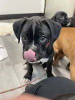 Maddox, a male Boxer for sale in Hiram, GA – Photo 2 of 8