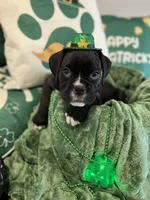 Maddox, a male Boxer for sale in Hiram, GA – Photo 6 of 8