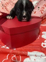 Maddox, a male Boxer for sale in Hiram, GA – Photo 7 of 8