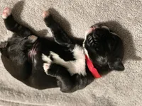 Maddox, a male Boxer for sale in Hiram, GA – Photo 4 of 8