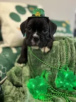 Maddox, a male Boxer for sale in Hiram, GA – Photo 5 of 8