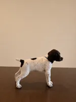 Blue Boy, a male German Shorthaired Pointer for sale in Roseville, CA – 2 of 4