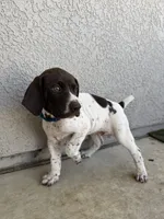 Blue Boy, a male German Shorthaired Pointer for sale in Roseville, CA – 4 of 4