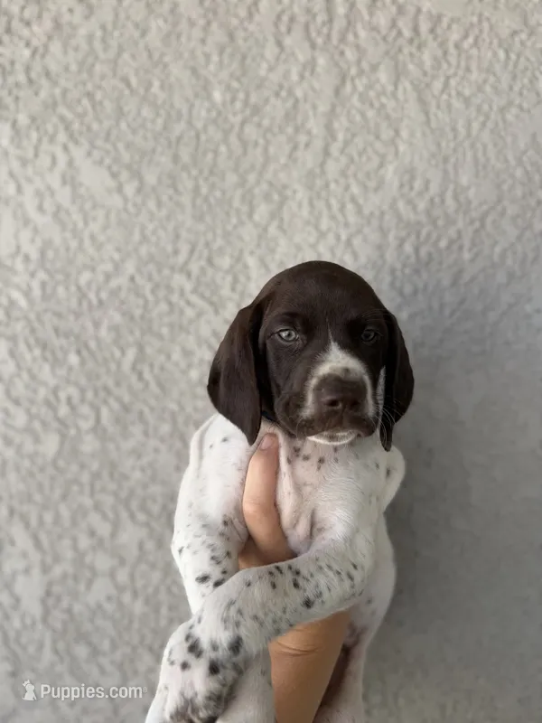Blue Boy – German Shorthaired Pointer puppy for sale in Roseville, CA