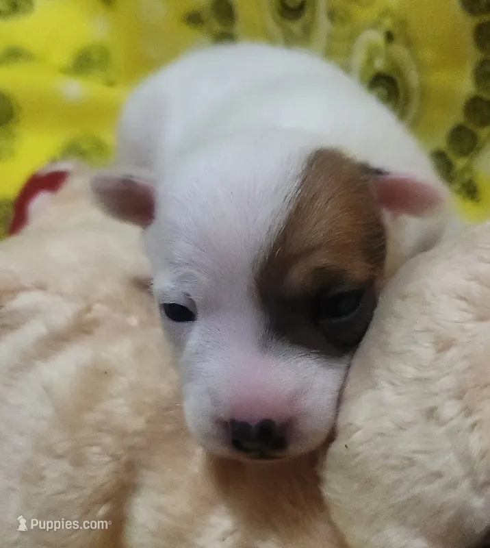 Penny – Rat Terrier puppy for sale in Ocala, FL