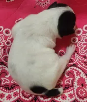 Precious, a female Rat Terrier for sale in Ocala, FL – 2 of 6