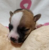 Peaches, a female Rat Terrier for sale in Ocala, FL – 4 of 4