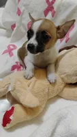 Peaches, a female Rat Terrier for sale in Ocala, FL – 8 of 8