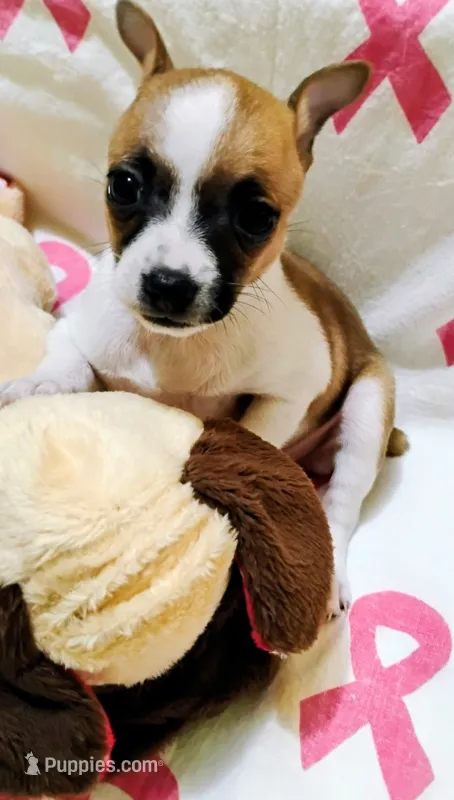 Peaches – Rat Terrier puppy for sale in Ocala, FL