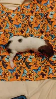 Jody , a female Rat Terrier for sale in Ocala, FL – 5 of 5