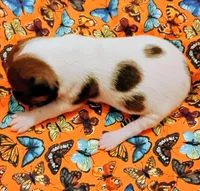 Jody , a female Rat Terrier for sale in Ocala, FL – 4 of 5