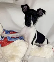 Dixie, a female Rat Terrier for sale in Ocala, FL – Photo 1 of 4