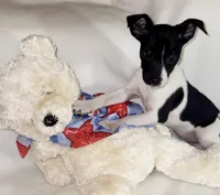 Dixie, a female Rat Terrier for sale in Ocala, FL – Photo 4 of 4