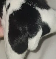 Dixie, a female Rat Terrier for sale in Ocala, FL – Photo 3 of 4