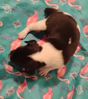 Melody, a female Rat Terrier for sale in Ocala, FL – Photo 4 of 4