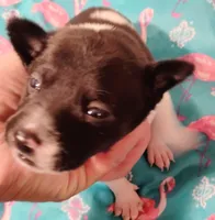 Melody, a female Rat Terrier for sale in Ocala, FL – Photo 1 of 4