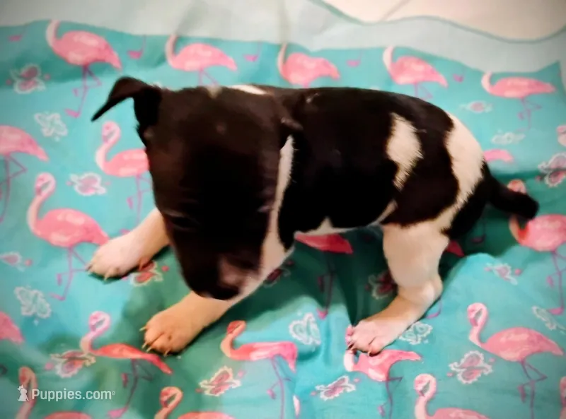 Melody – Rat Terrier puppy for sale in Ocala, FL