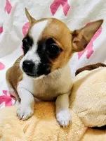 Peaches, a female Rat Terrier for sale in Ocala, FL – 2 of 8