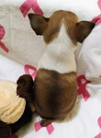Peaches, a female Rat Terrier for sale in Ocala, FL – 7 of 8