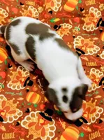 Sadie, a female Rat Terrier for sale in Ocala, FL – 2 of 5