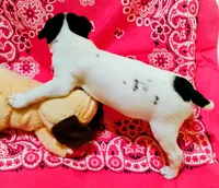 Precious, a female Rat Terrier for sale in Ocala, FL – 4 of 7