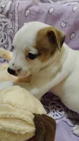 Buddy, a male Rat Terrier for sale in Ocala, FL – 3 of 5