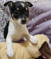 Paige, a female Rat Terrier for sale in Ocala, FL – 1 of 10