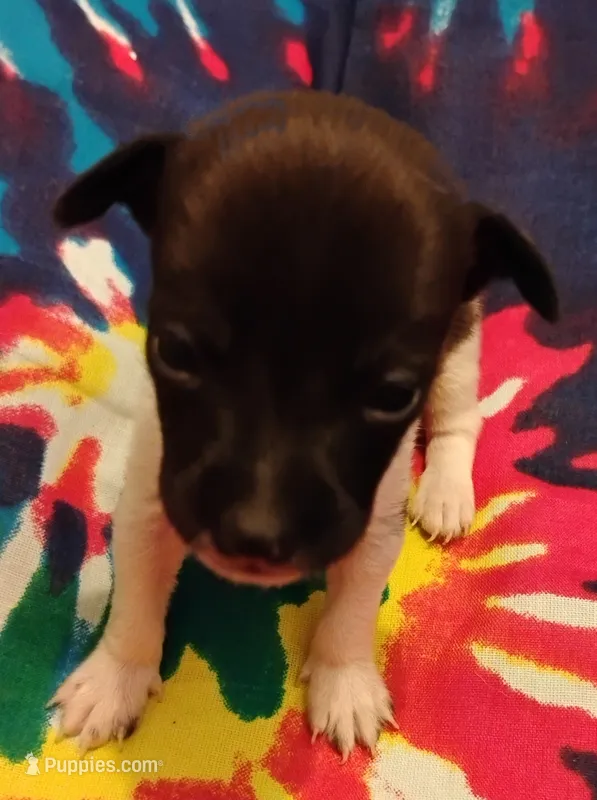 Lucy – Rat Terrier puppy for sale in Ocala, FL