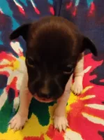 Lucy, a female Rat Terrier for sale in Ocala, FL – 1 of 2