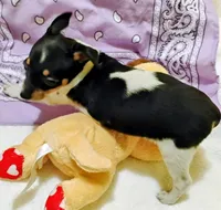 Paige, a female Rat Terrier for sale in Ocala, FL – 3 of 10