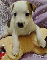 Buddy, a male Rat Terrier for sale in Ocala, FL – 4 of 5