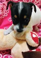 Precious, a female Rat Terrier for sale in Ocala, FL – 2 of 7