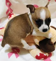 Peaches, a female Rat Terrier for sale in Ocala, FL – 3 of 8