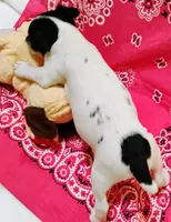 Precious, a female Rat Terrier for sale in Ocala, FL – 7 of 7