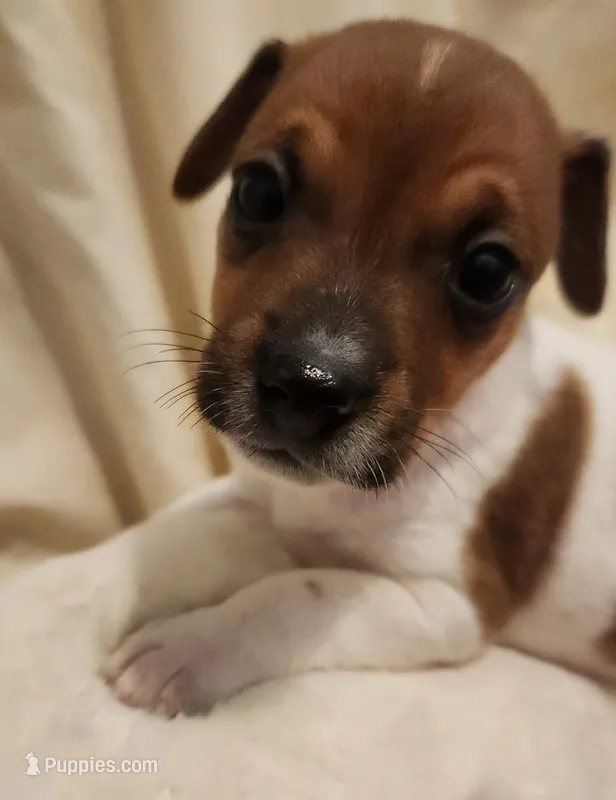 Jody  – Rat Terrier puppy for sale in Ocala, FL
