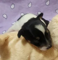 Paige, a female Rat Terrier for sale in Ocala, FL – 3 of 3