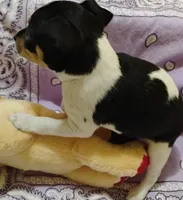 Paige, a female Rat Terrier for sale in Ocala, FL – 5 of 10