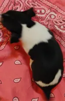 Jody, a female Rat Terrier for sale in Ocala, FL – Photo 6 of 7